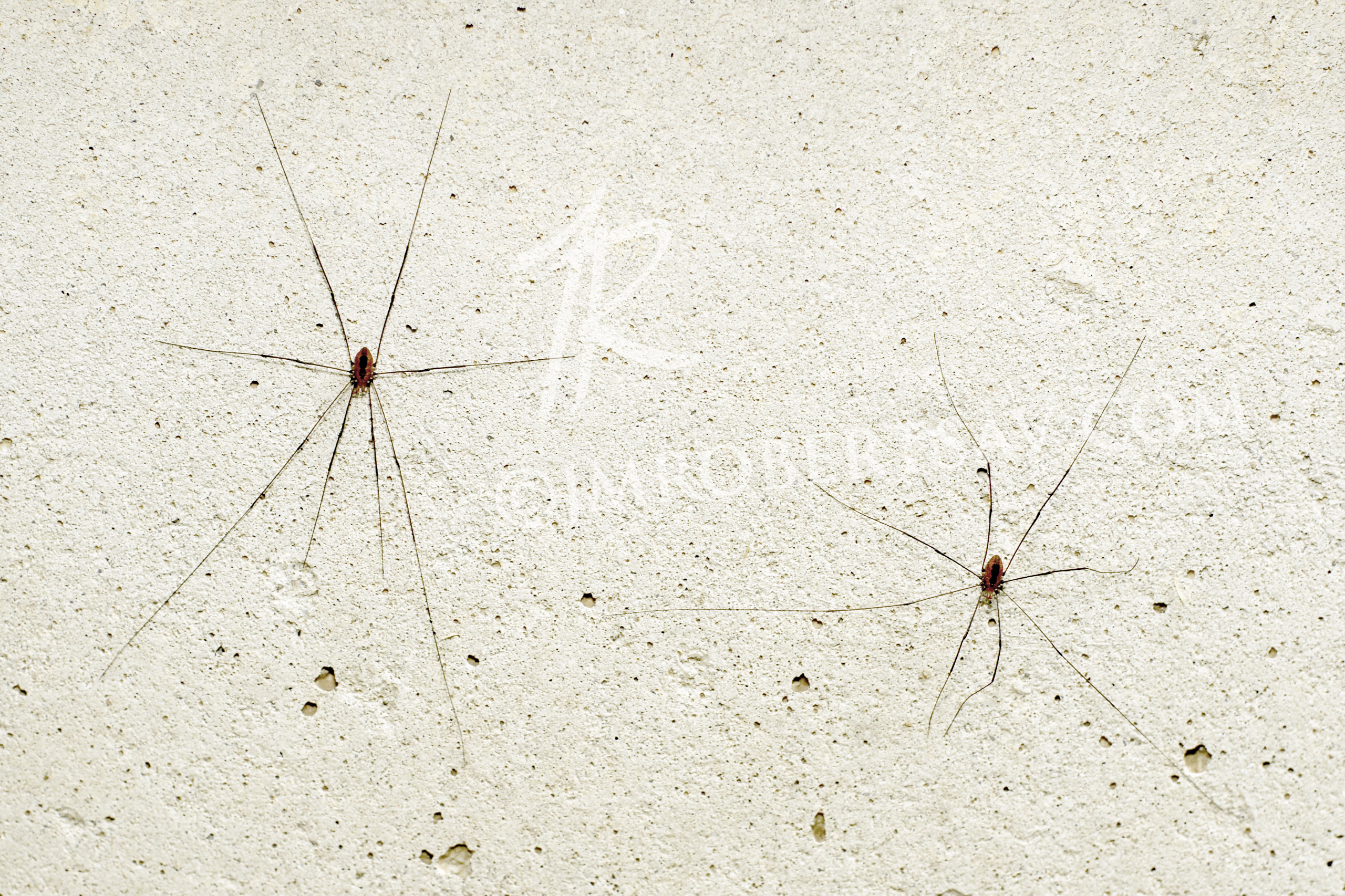 0250 daddy long legs